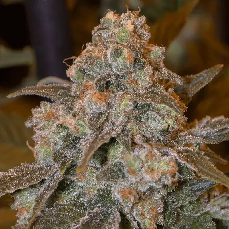 Gorilla Frost Cannabis Seeds - Silent Seeds.