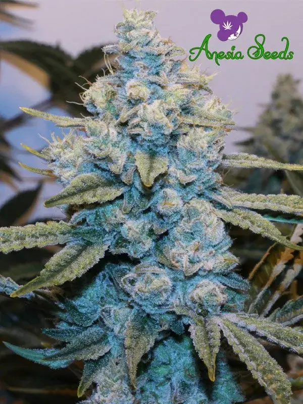 GG #4 Feminised Cannabis Seeds - Anesia Seeds.