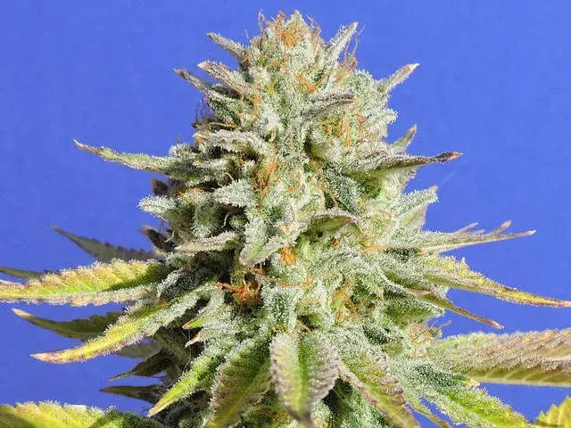 GG #4 Feminised Cannabis Seeds | Original Sensible Seeds.