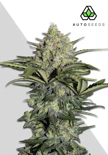 GG #1 Autoflowering Feminised Cannabis Seeds | Auto Seeds.