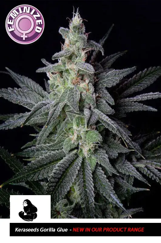 GG #4 Feminised Cannabis Seeds | Kera Seeds.