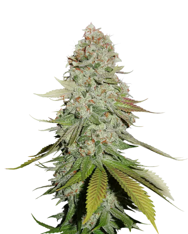 GG #4 Feminised Cannabis Seeds | Seed Stockers.