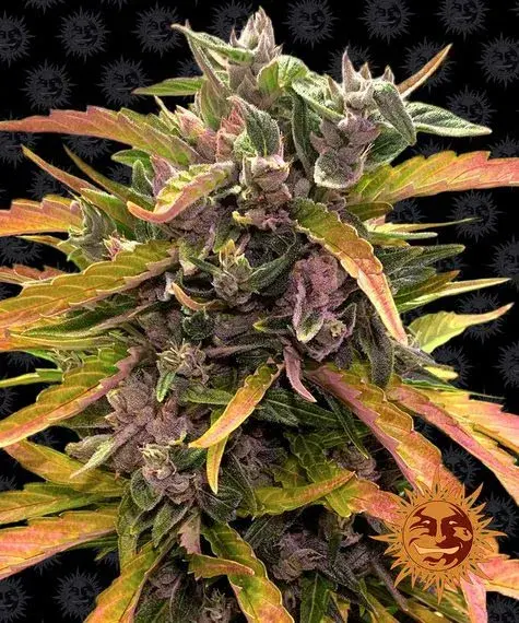 GG #1 Auto Feminised Cannabis Seeds | Barney's Farm.