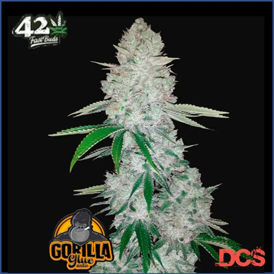 Glue Auto Feminised Cannabis Seeds | Fast Buds