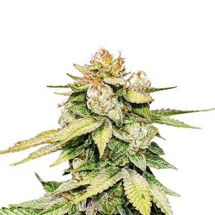 GG #4 Auto Feminised Cannabis Seeds | Seed Stockers.