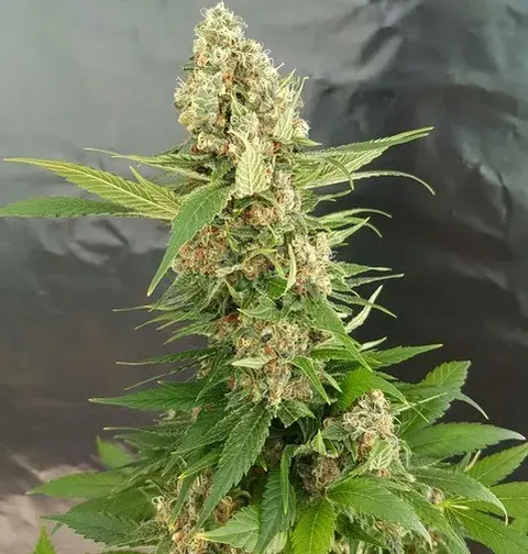 Gorilla Ice Cream Feminised Cannabis Seeds | Expert Seeds