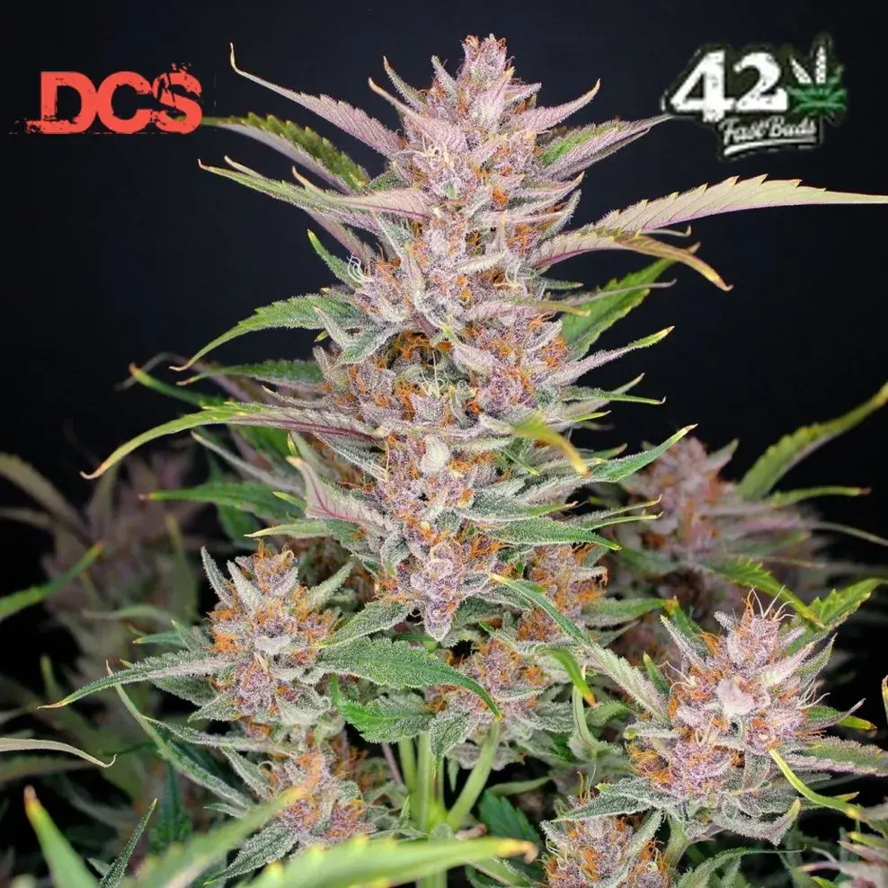 Gorilla Punch Auto Feminised Cannabis Seeds | Fast Buds	