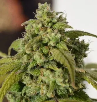 Gorilla SFV OG Feminised Cannabis Seeds | Expert Seeds
