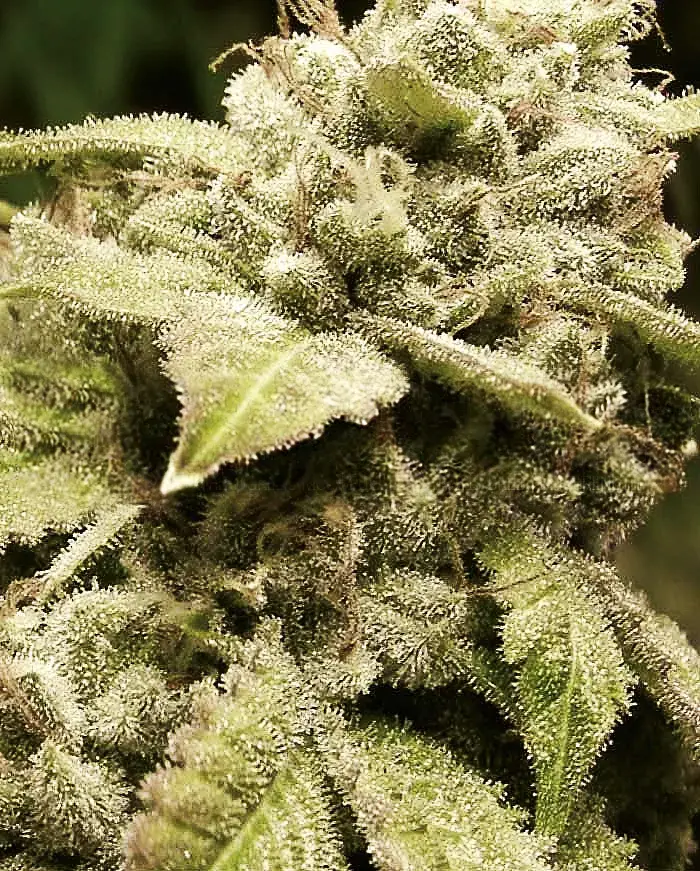 Gorilla White Widow Feminised Cannabis Seeds | Expert Seeds