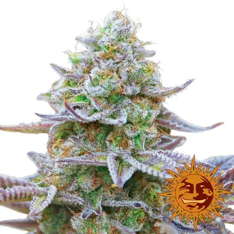 Gorilla Zkittlez Feminised Cannabis Seeds | Barney's Farm