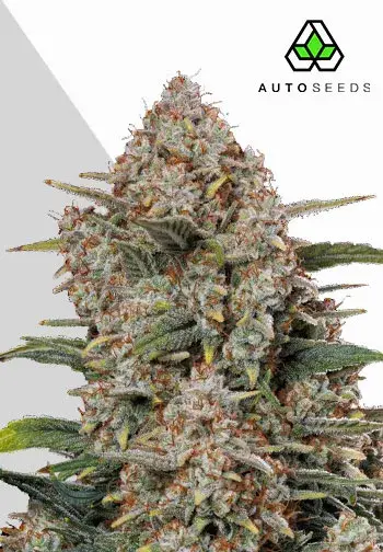 Gorilla Cookies Auto Cannabis Seeds | Auto Seeds.