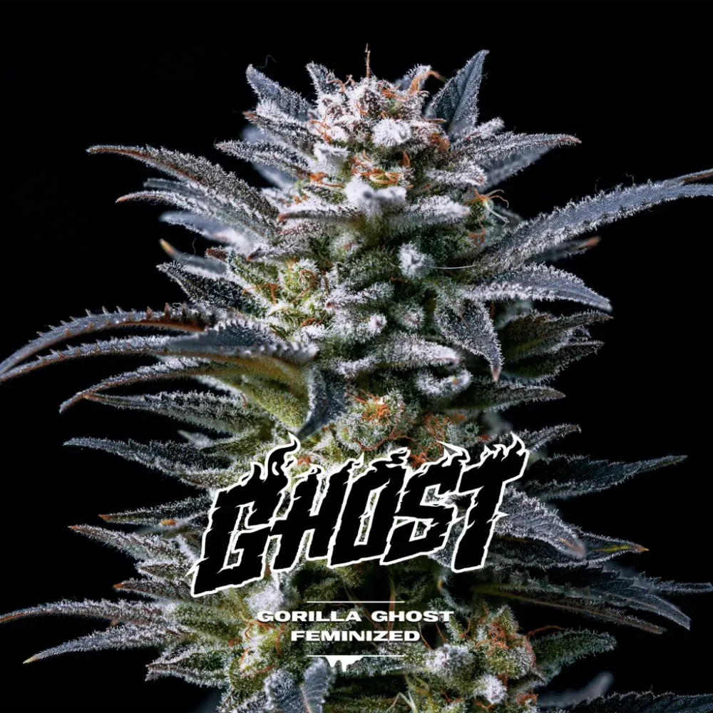 Gorilla Ghost Feminised Cannabis Seeds - BSF Seeds Feminised Cannabis Seeds - BSF Seeds