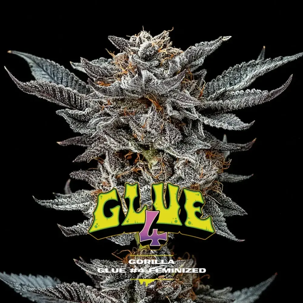 GG Auto Feminised Cannabis Seeds - BSF Seeds.