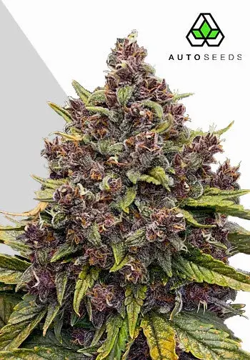  Cannabis Seeds Gorilla Punch Auto Cannabis Seeds By Auto Seeds.