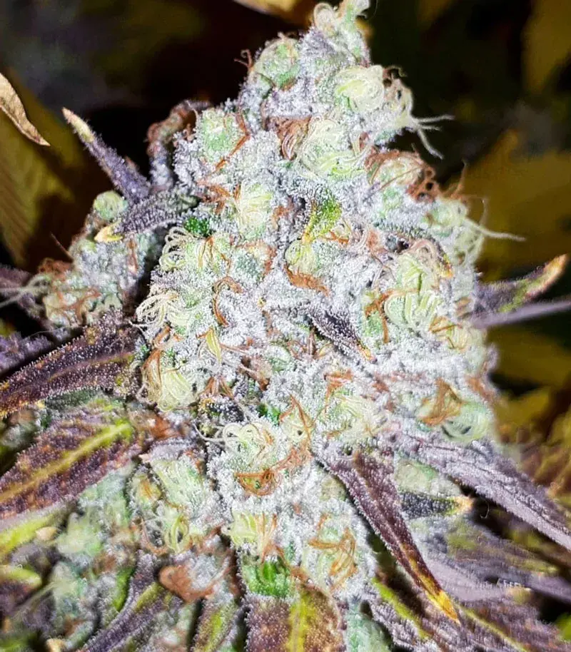 Grand Daddy Purple Feminised Cannabis Seeds | OO Seeds