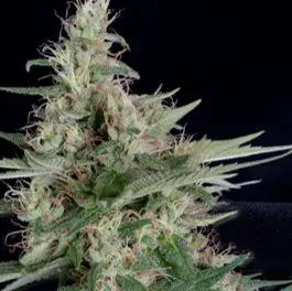 Grandaddy Banner Feminised Cannabis Seeds | Big Head Seeds