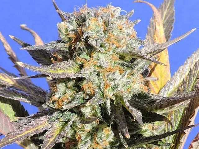Grandaddy Black Feminised Cannabis Seeds | Original Sensible Seeds