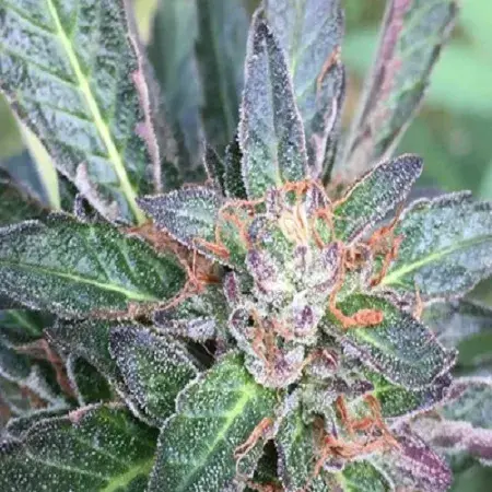 Grandpa Larry Regular Cannabis Seeds | Grand Daddy Purp