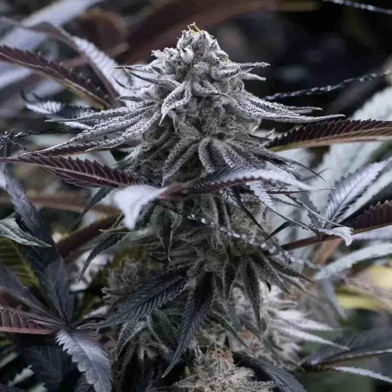 Grape Juice Cannabis Seeds - Silent Seeds.