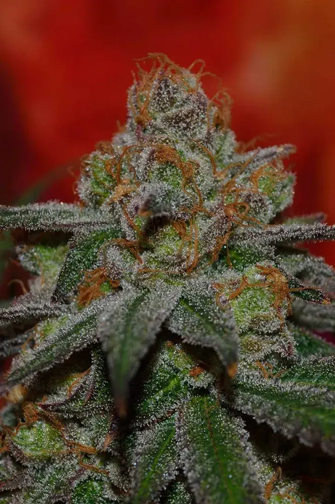 Grape Lime Ricky Regular Cannabis Seeds | TGA Seeds 