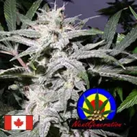 Grapeskunk Regular Cannabis Seeds | Next generation Seeds