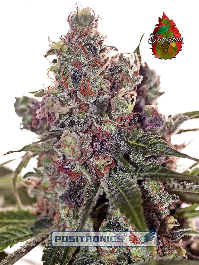 Grapefruit Feminised Cannabis Seeds | Positronics