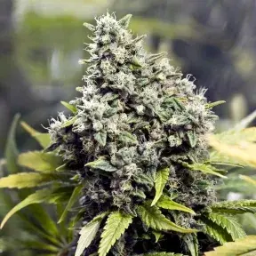 Grapefruit Feminised Cannabis Seeds | Female Seeds 