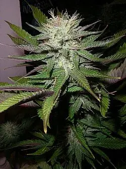 Grapefruit Diesel Feminised Cannabis Seeds | Next Generation Seeds