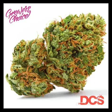 Grapefruit x Bubblegum Auto Feminised Cannabis Seeds - Growers Choice