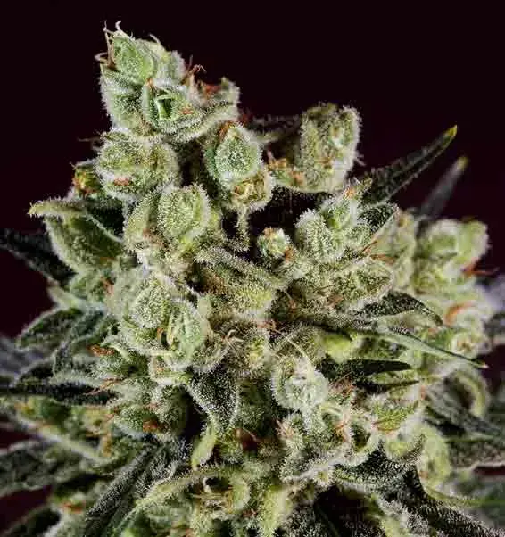 GRAPEFRUIT x SCBDX Feminised Cannnabis Seeds