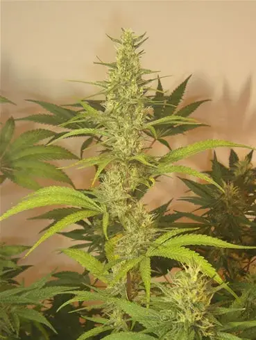 Grapefruit Haze Regular Cannabis Seeds | Next Generation Seeds