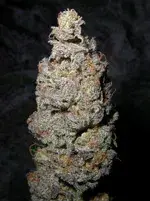 Grapegod Regular Cannabis Seeds | Next Generation Seeds