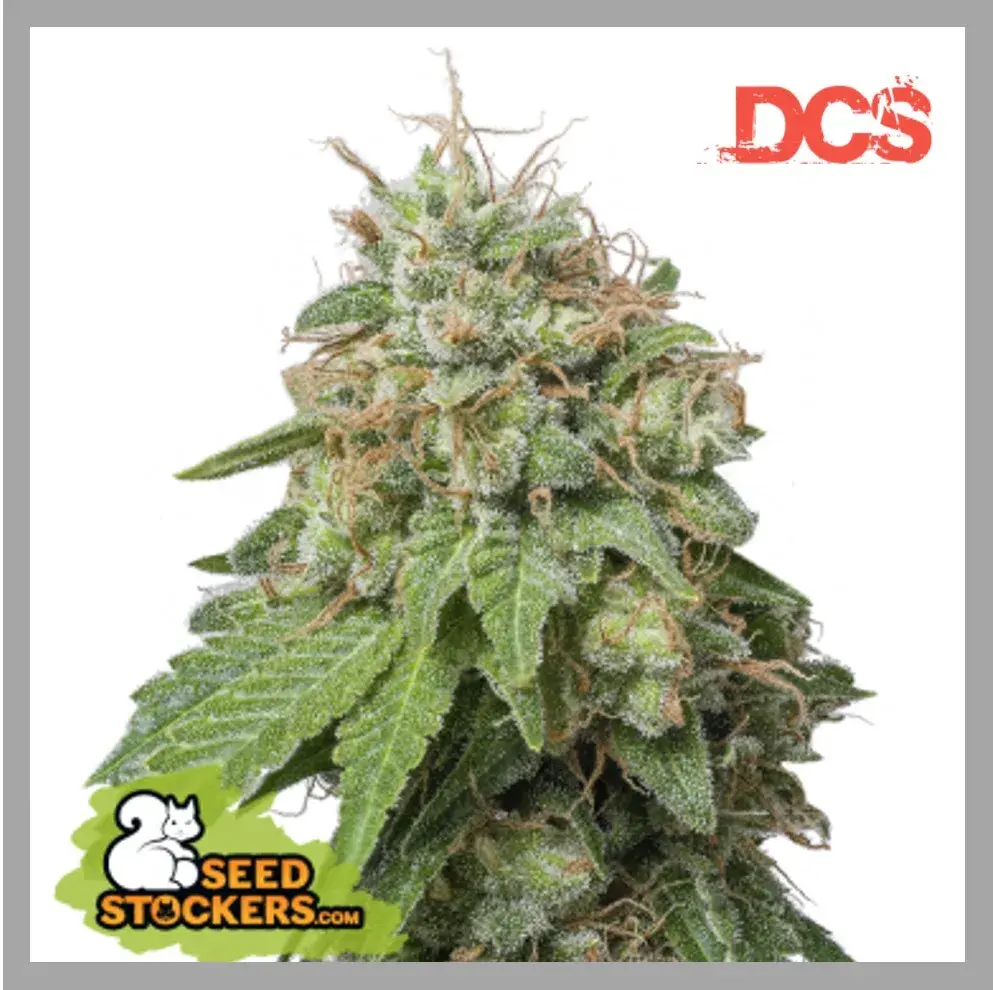 Green Crack Feminised Seeds | Seed Stockers