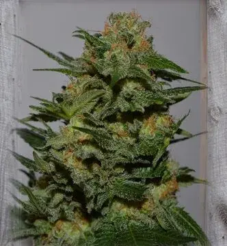 Green Crack Feminised Cannabis Seeds | Garden of Green