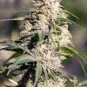 Green Doctor Feminised Cannabis Seeds | MM Genetics