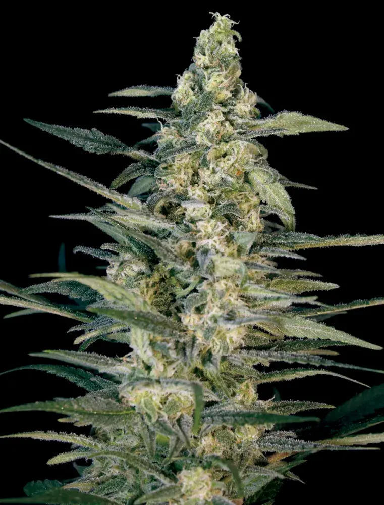 Green Joint Auto Feminised Cannabis Seeds | Big Monster Seeds