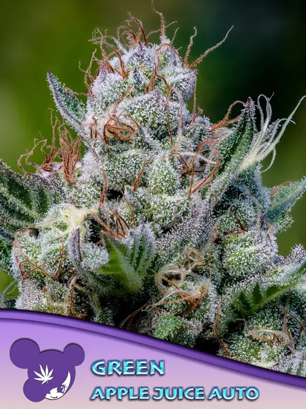 Green Apple Juice Auto Feminised Cannabis Seeds - Anesia Seeds