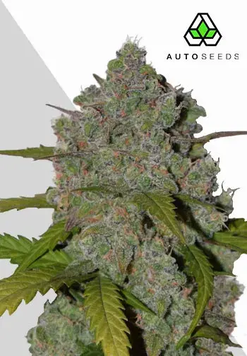 Green Crack Auto Cannabis Seeds | Auto Seeds.