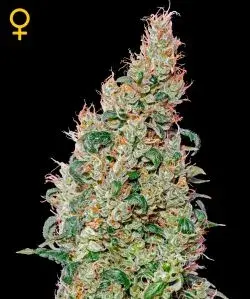 Green-O-Matic Autoflowering Feminised Cannabis Seeds | Green House Seeds