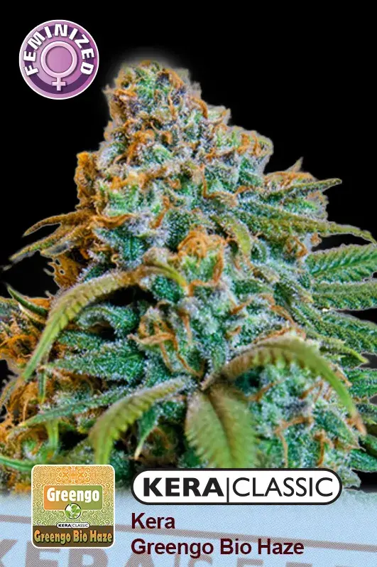 Greengo Bio Haze Feminised Cannabis Seeds | Kera Seeds