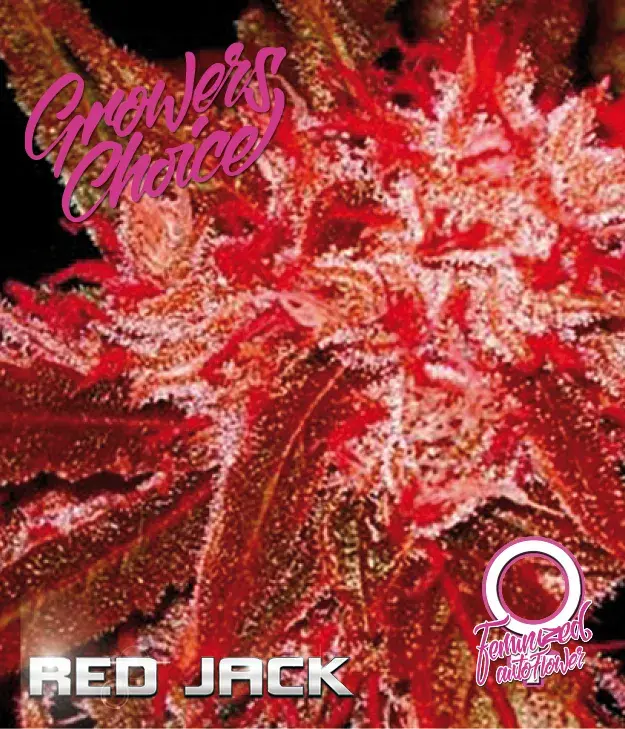Red Jack Auto Feminised Cannabis Seeds - Growers Choice