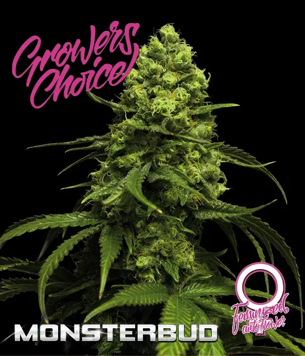 Monsterbud Auto Feminised Cannabis Seeds - Growers Choice