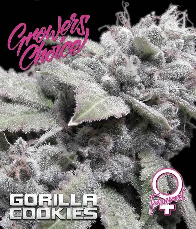 Gorilla Cookies Feminised Cannabis Seeds - Growers Choice