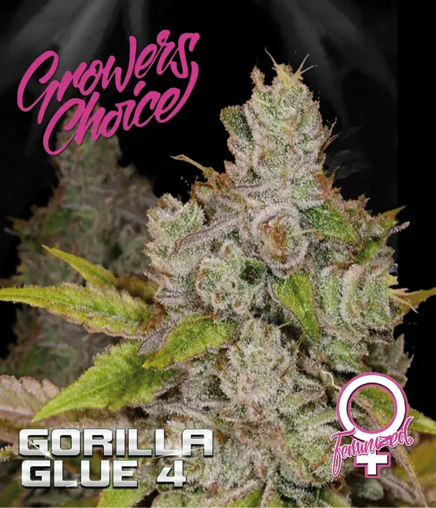 Monkey Glue Feminised Cannabis Seeds - Growers Choice