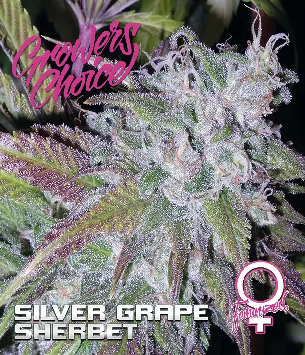Silver Grape Sherbet Feminised Cannabis Seeds - Growers Choice