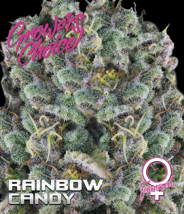Rainbow Candy Feminised Cannabis Seeds - Growers Choice