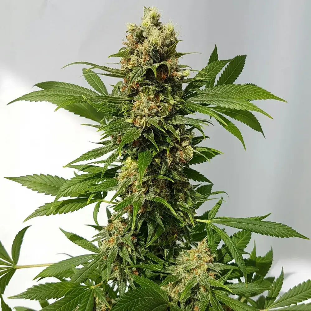 Guerilla Ryder Auto Feminised Cannabis Seeds | Freedom of Seeds