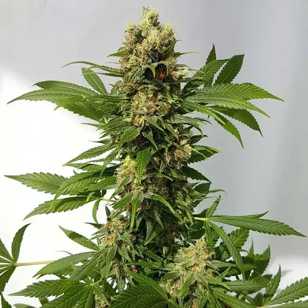 Guerilla Ryder Auto Regular Cannabis Seeds