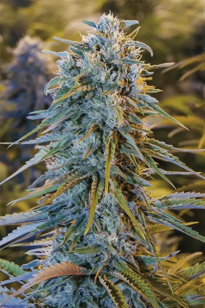 Blue Dream Feminised Cannabis Seeds | Humboldt Seeds Organisation
