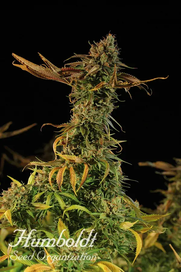 Blueberry Headband Feminised Cannabis Seeds | Humbolt Seeds Organisation